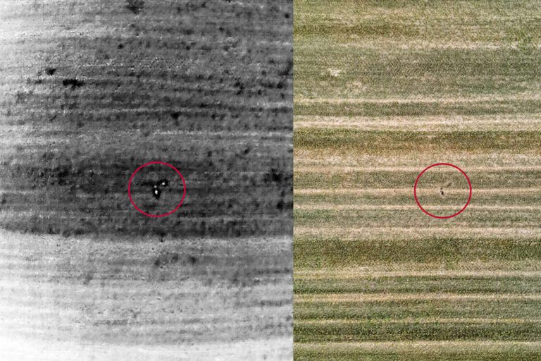 Drohnenaufnahme eines Feldhamsters in Thüringen: Wärmebild und hochauflösende Kamera mit Zoomoptik zur sicheren Tierbeobachtung durch Multikopterdienst
