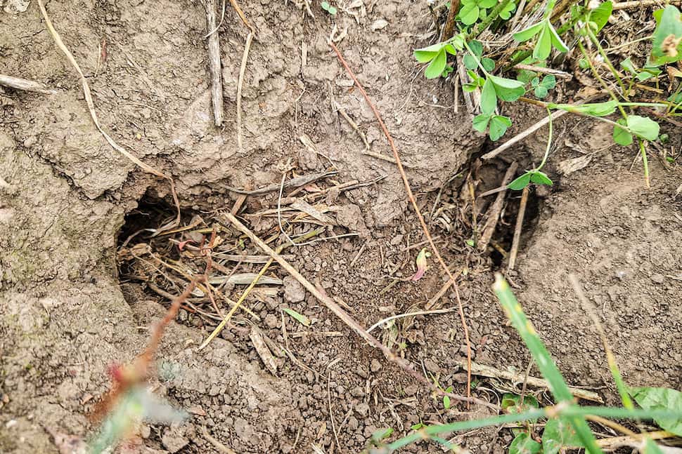 Nahaufnahme des Haupteingangs und Fluchtgangs eines Feldhamsters, entdeckt bei der Drohnenbefliegung eines Feldes in Thüringen durch Multikopterdienst