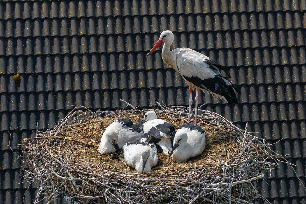 Jungstörche im Nest auf einem Mast, ein Altstorch steht am Rand, aufgenommen mit Drohne