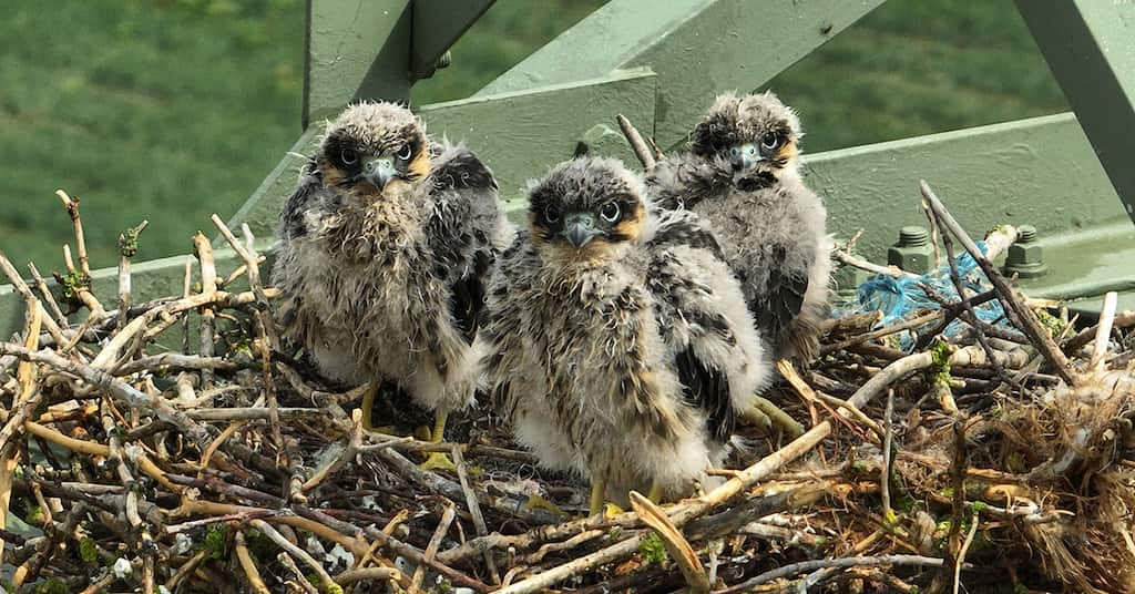 Greifvogel-Junge sitzen in einem Nest auf einem Gittermast
